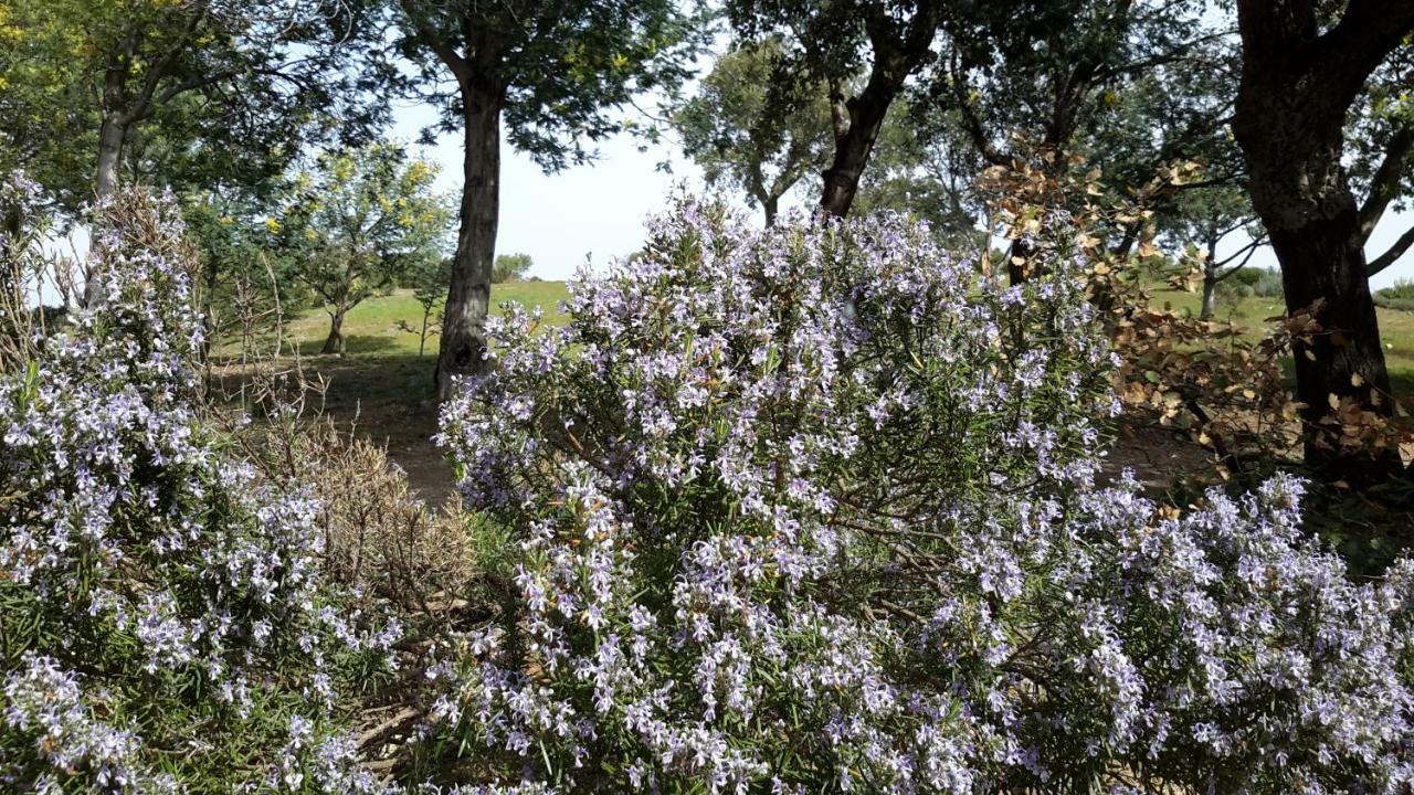 La Pantoufle Verte Montauriol  Buitenkant foto